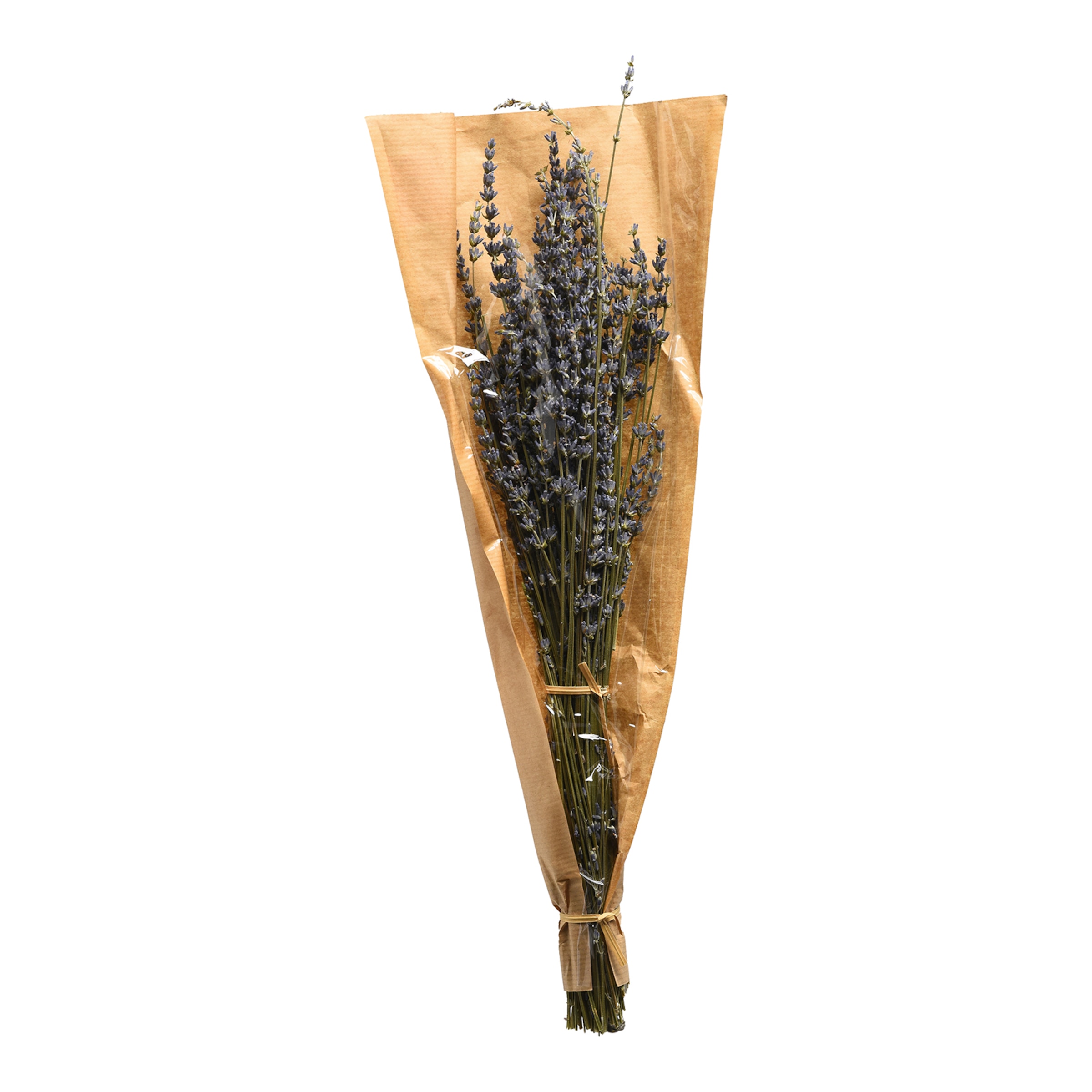 dunkelflieder, L 55 cm