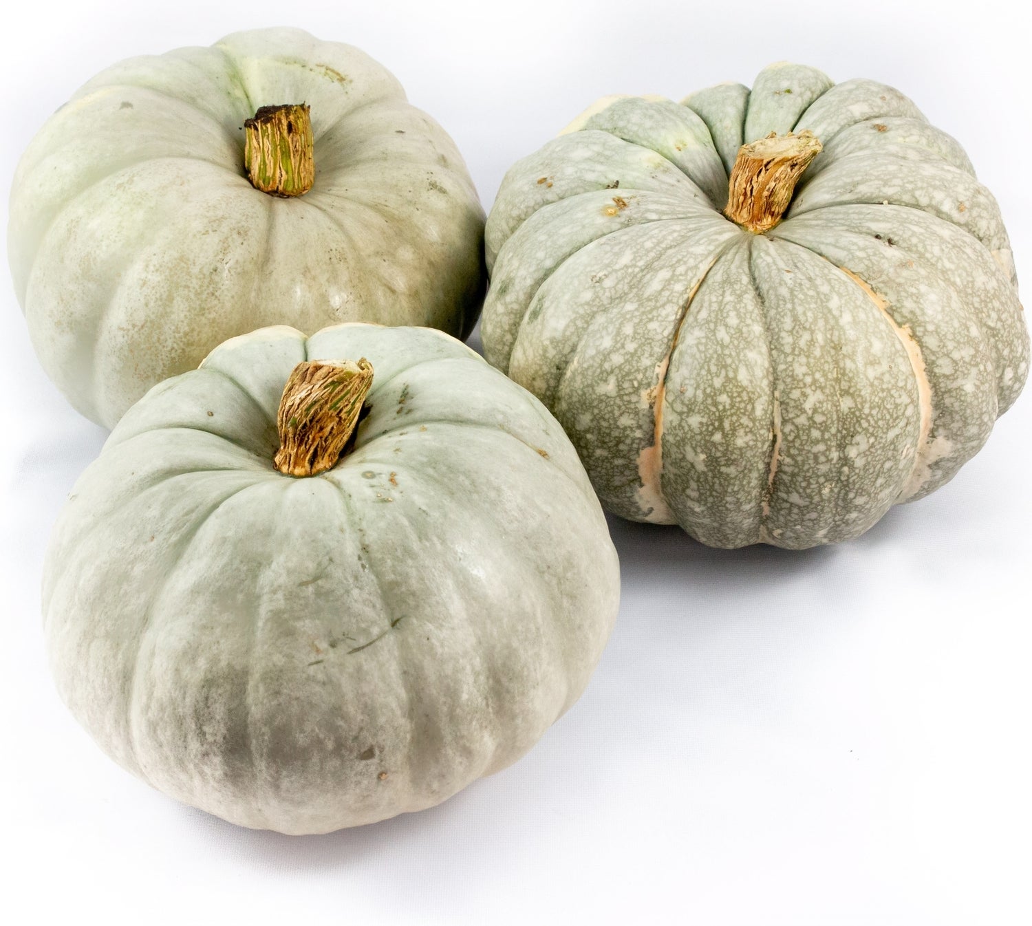 Pompoen (Cucurbita 'Jarrahdale') D 23 cm