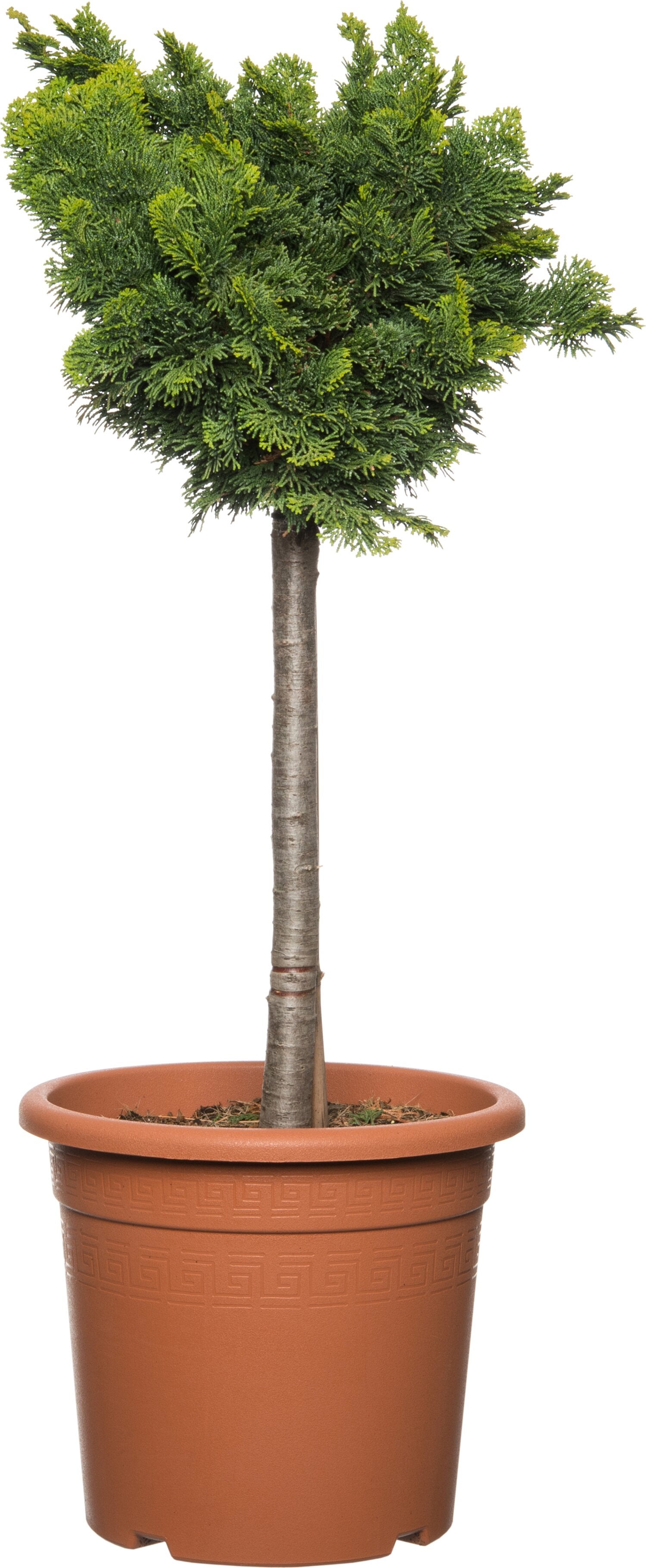 Dwergcipres op stam (Chamaecyparis obtusa 'Nana Gracilis') D 27 H 90 cm
