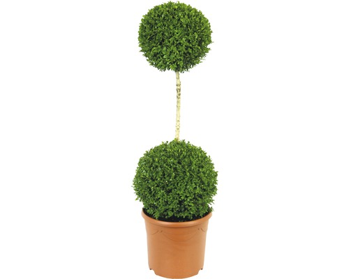 Buxus standaard 2 bollen FloraSelf Buxus sempervirens H 110-120 cm Co 12 L