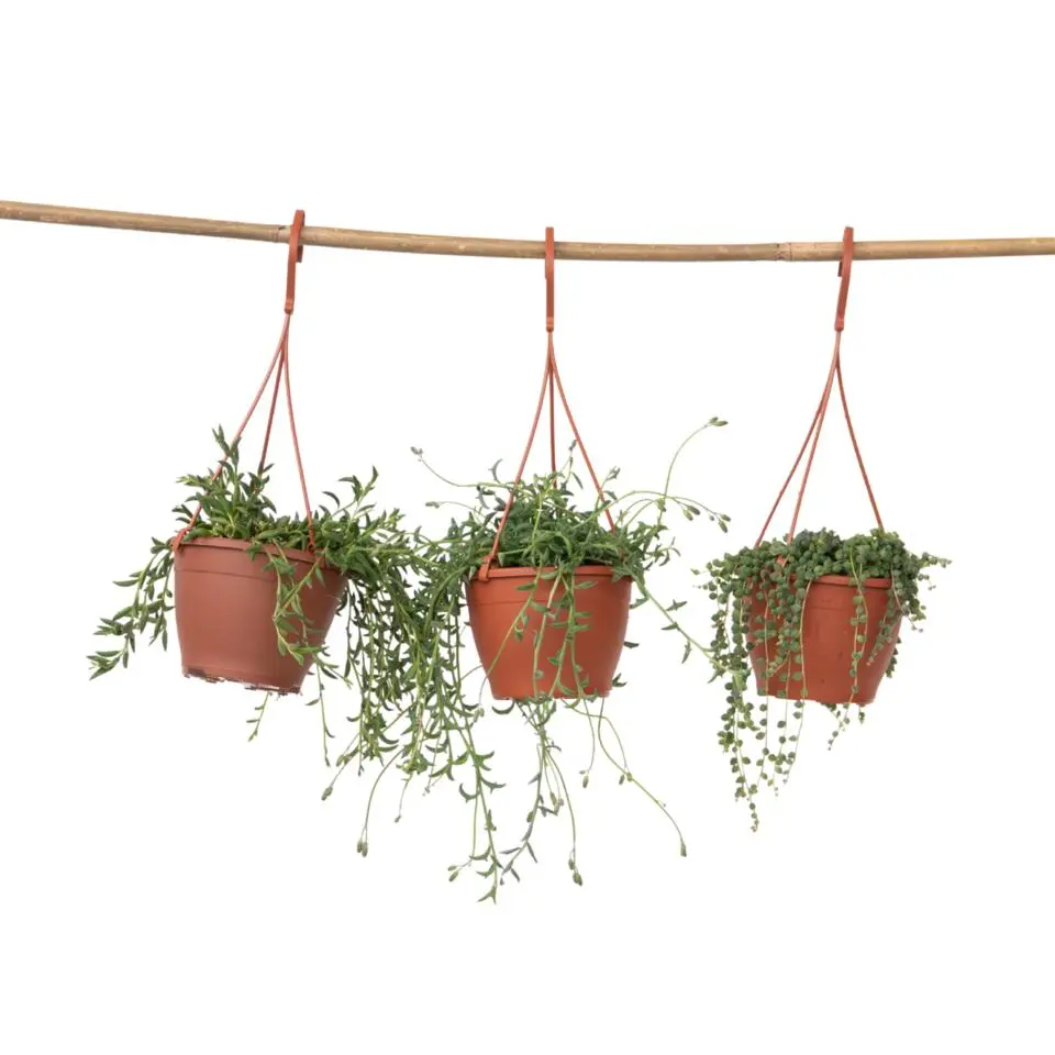 Parelketting - Mix van 3 - Senecio - Hoogte 25-35cm - ⌀12cm