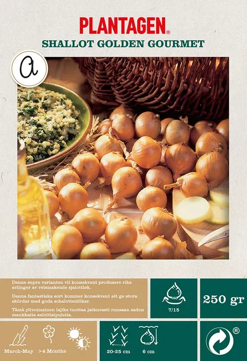 Shallot  Golden Gourmet Sjalottløk 'Golden Gourmet'