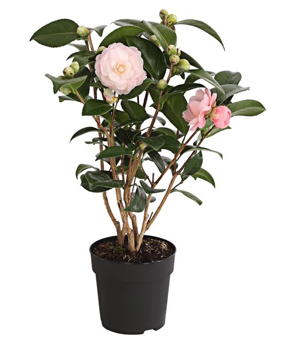 Kamelie, 1l