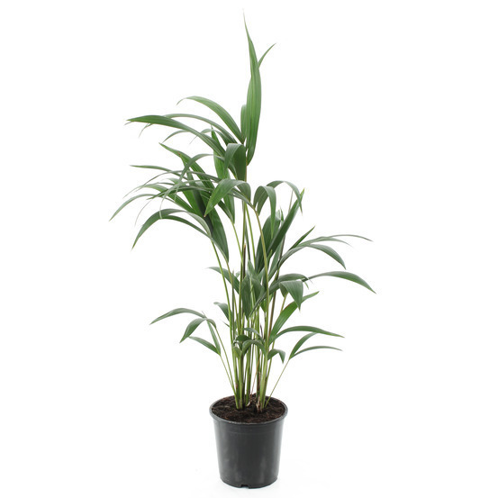 Kentia : H.90/100cm, D17cm