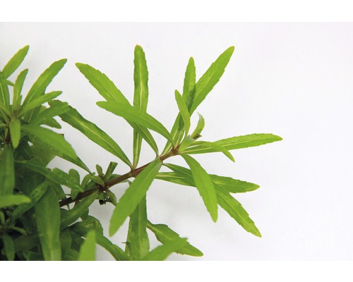 Stengelplant - Pogostemon quadrifolius T