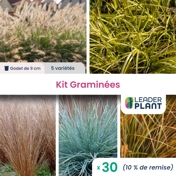 Collection de 15 graminées - 5 variétés - lot de 30 plants en godet