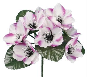 BUISSON ANEMONE