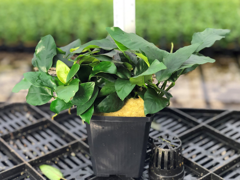 Anubias Nana - Extra Groot | AquastoreXL