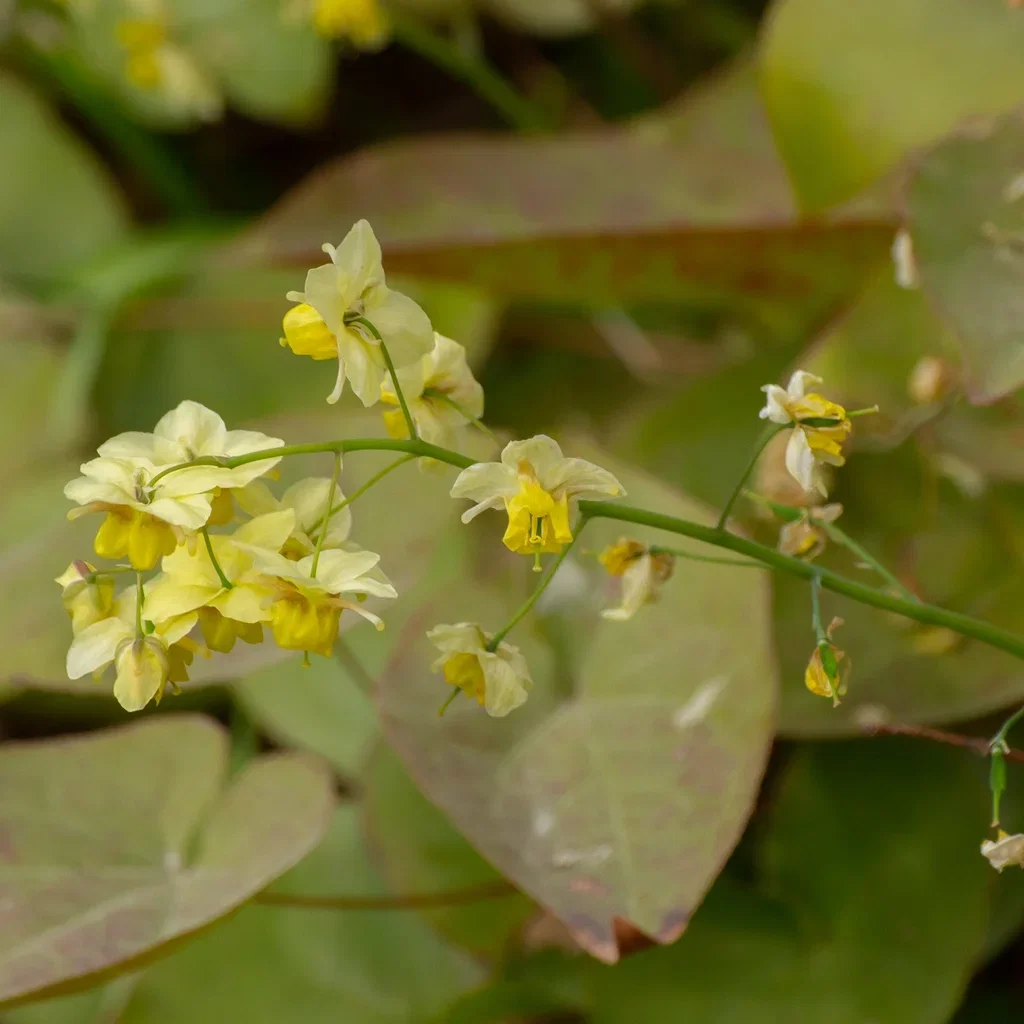 Epimedium x perralchicum 'Frohnleiten' Epimedium perralchicum 'Frohnleiten' Ø11 cm
