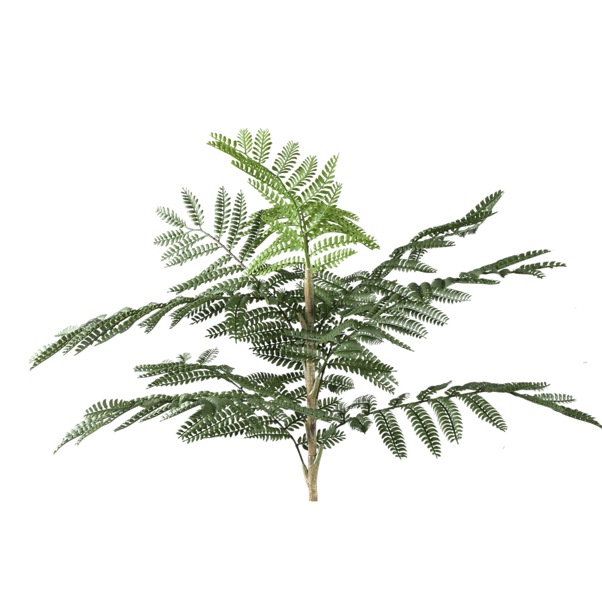 PTMD Tree Green Jacaranda Tree In Pot