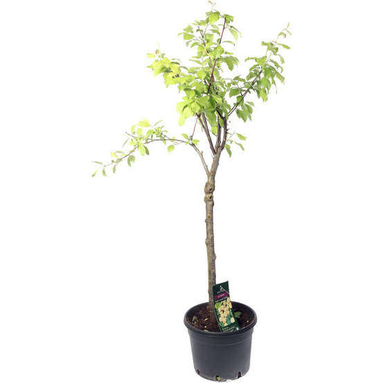Prunier Reine-Claude dorée : gobelet 3 ans d'âge ctr 12 litres