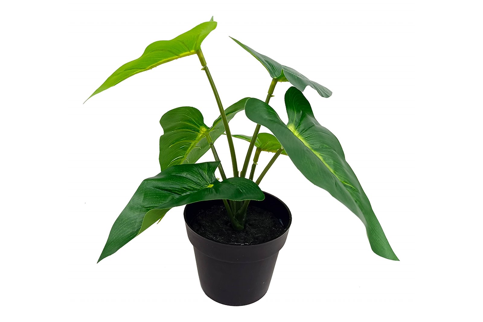 Alocasia potteplante Grønn H20 cm