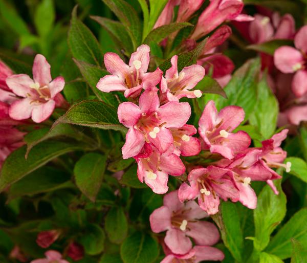 Weigelie 'Picobella'