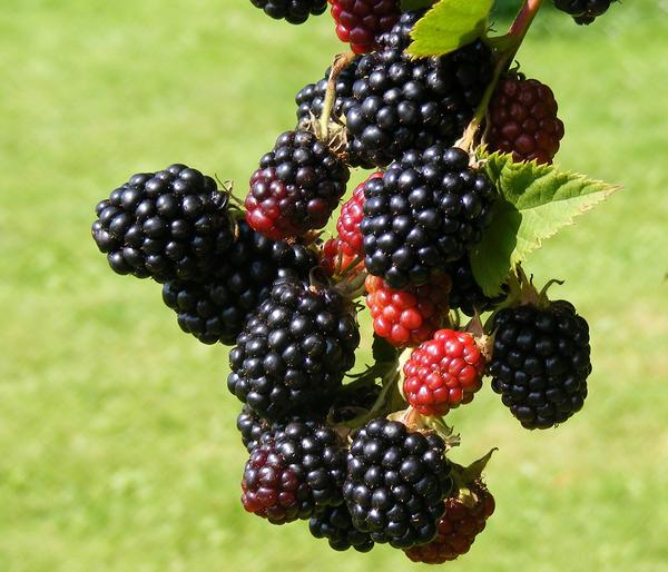 Brombeere 'Reuben'