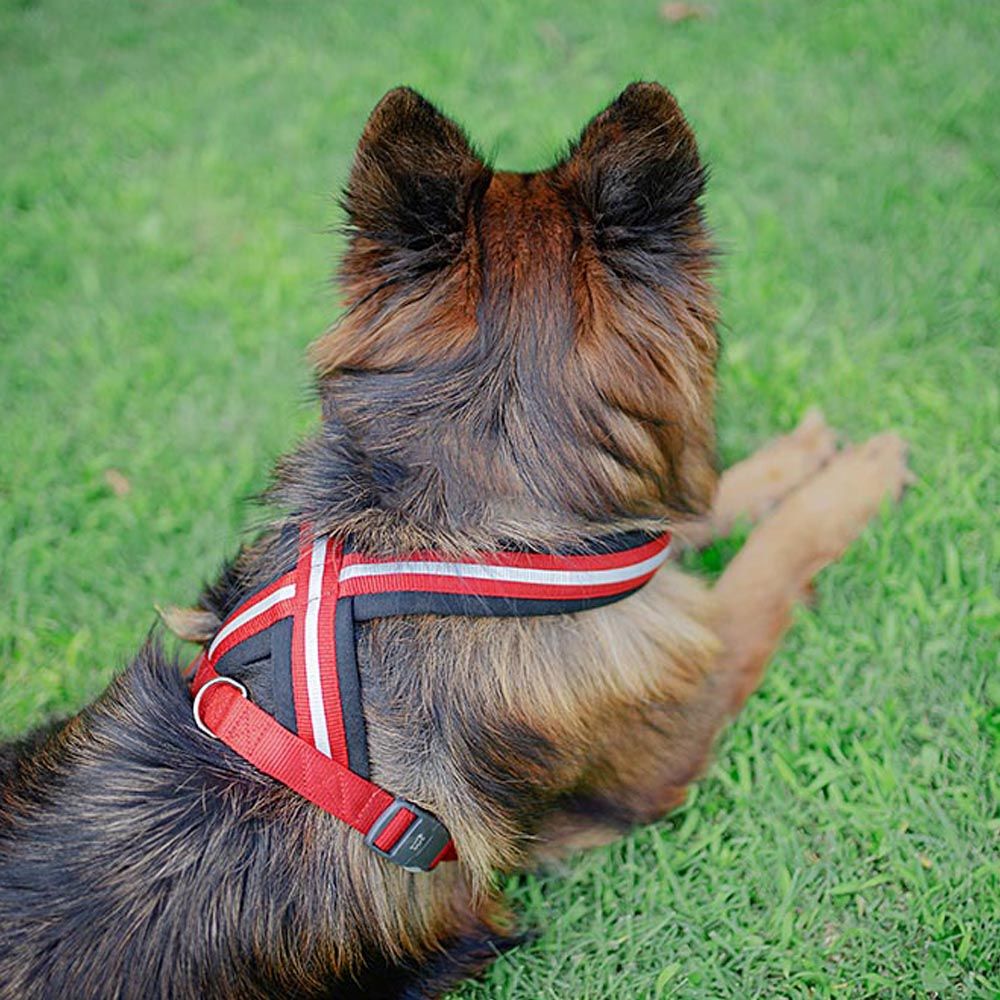 Harnais pour chiens de taille grande daytona cross l, réfléchissant, rembourrée, avec boucle magnétique
