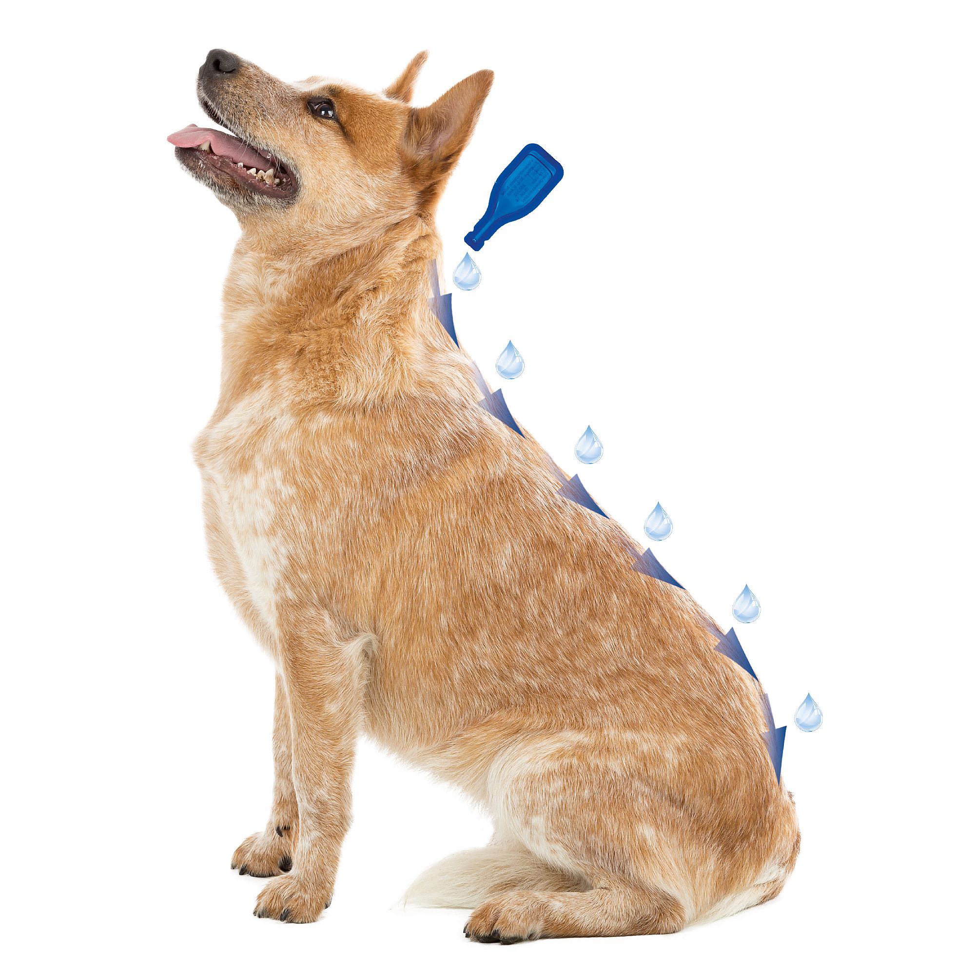 Beaphar Dimethicare Line-On Vlo Teek Hond
