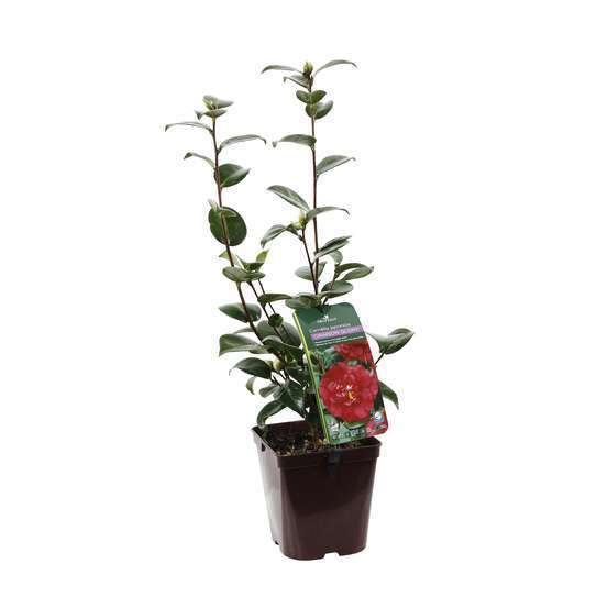 Camellia crimson Glory : H.40/50cm, Pot 3L