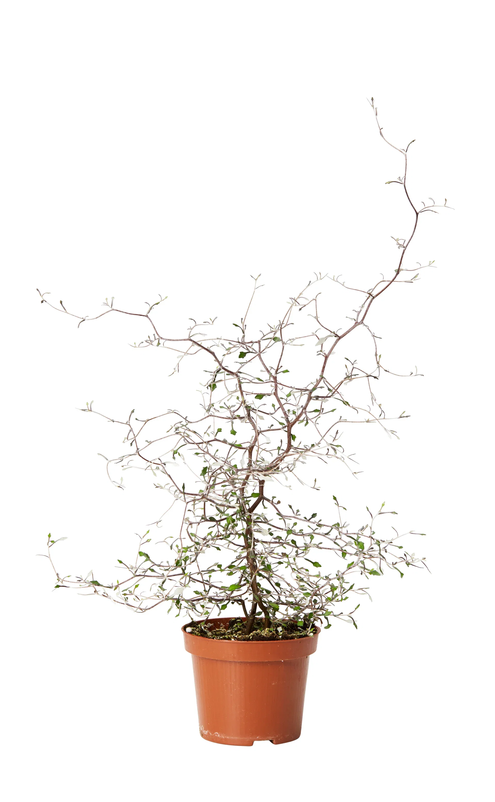 Corokia cotoneaster Spøkelsestre Høyde 40 cm