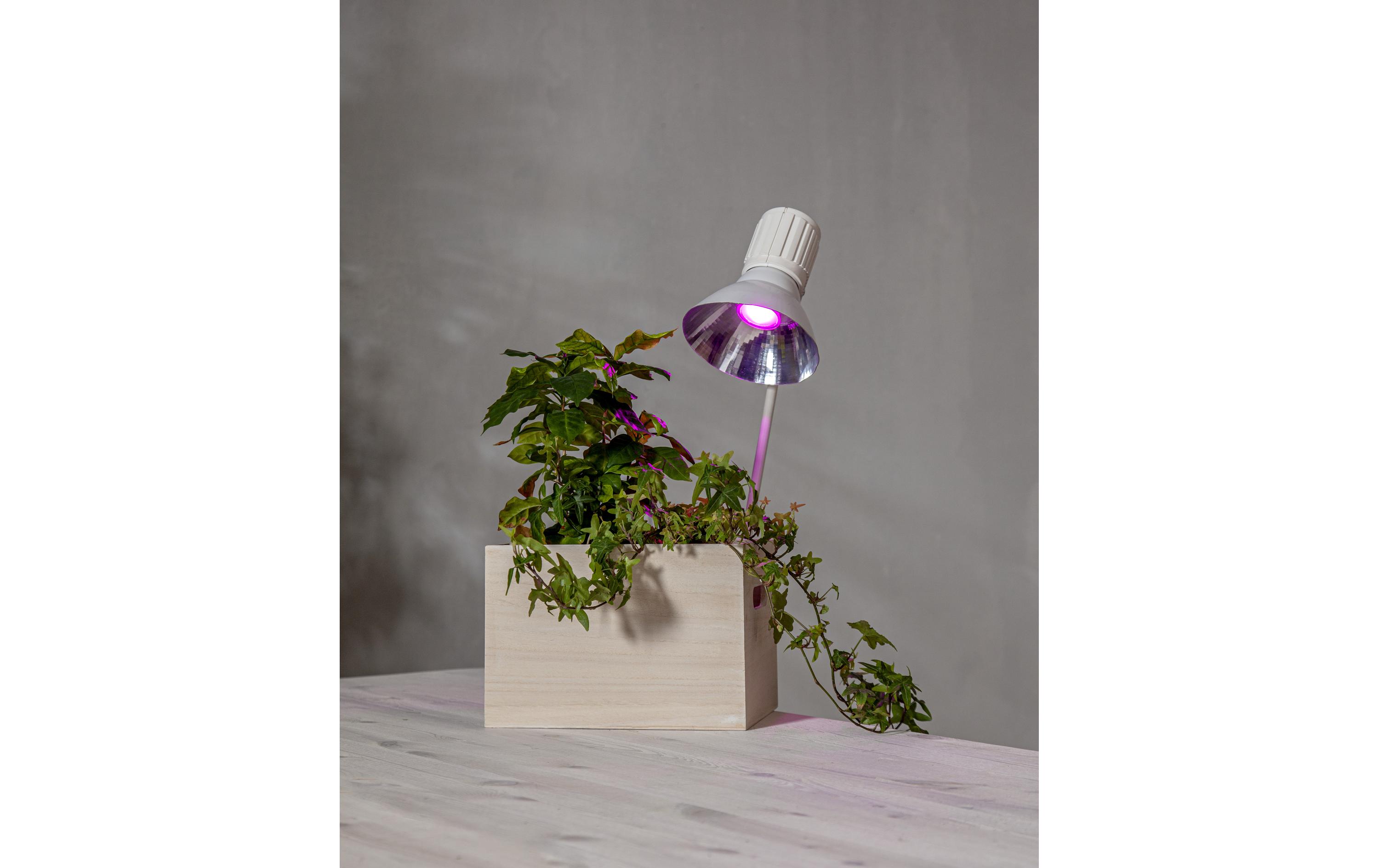 Leuchtmittel LED Pflanzen GU10, 3.5 W, 42 lmPflanzenleuchtmittel