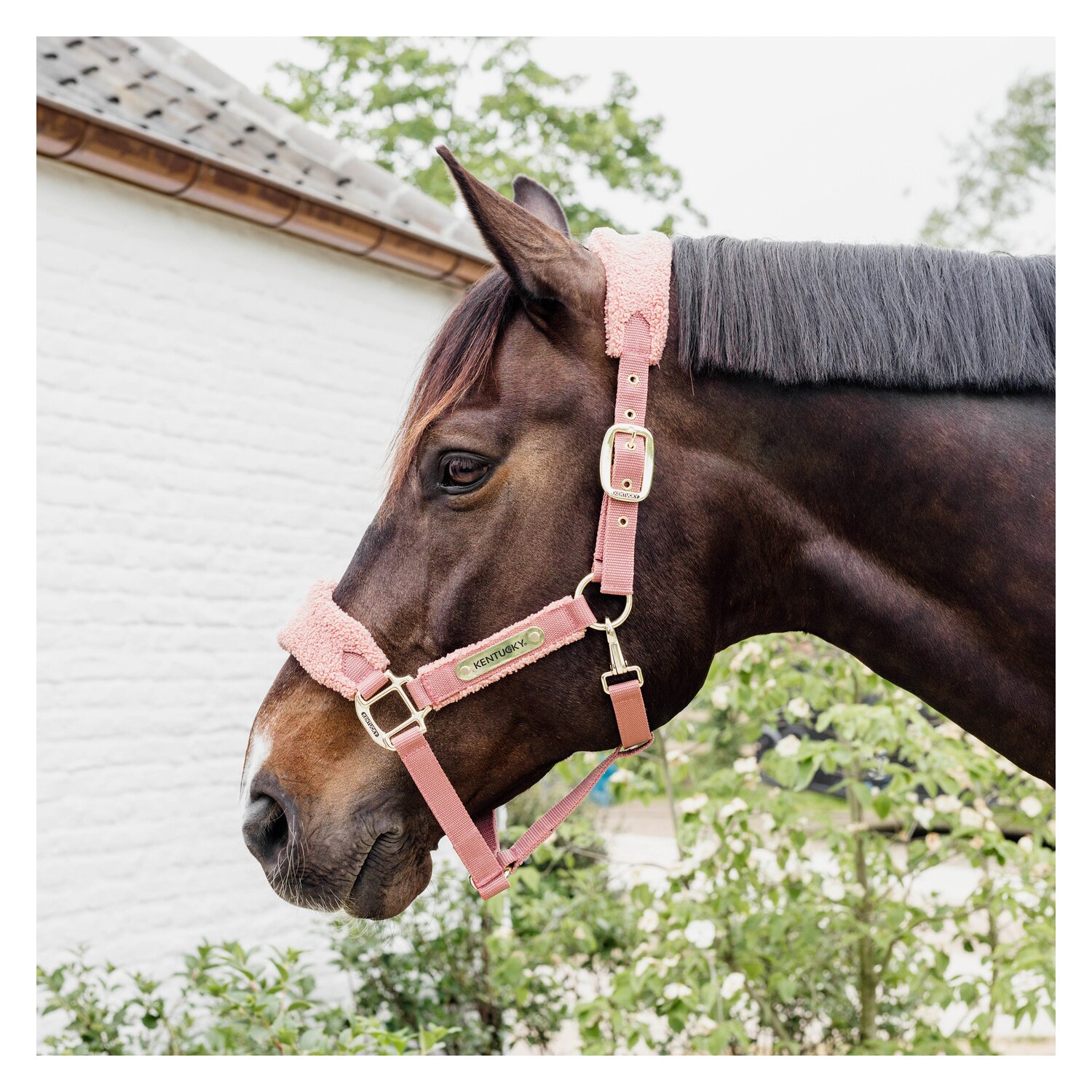 KENTUCKY Teddyfleece-Halfter - old rose