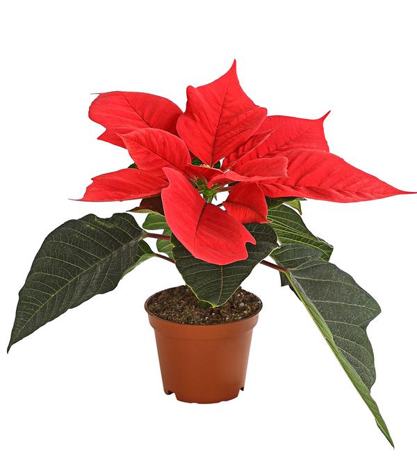 Weihnachtsstern - Euphorbia pulcherrima, rot