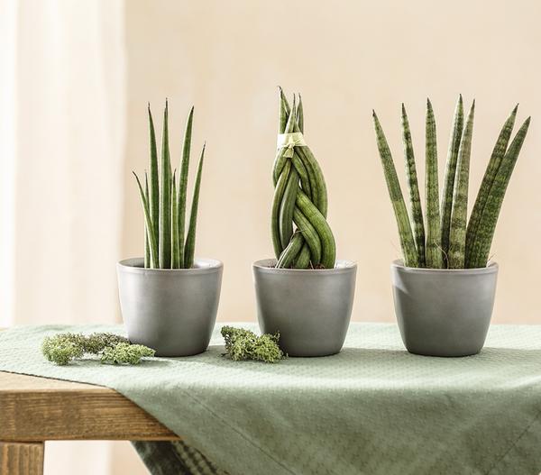 Bogenhanf-Set - Sansevieria cylindrica,