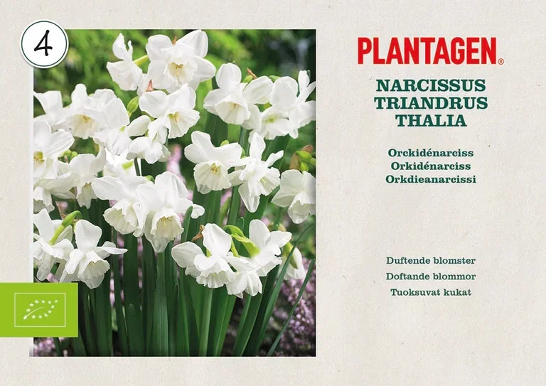 Narcissus (Triandrus-Group) 'Thalia' Orkidénarsiss 'Thalia' ØKO