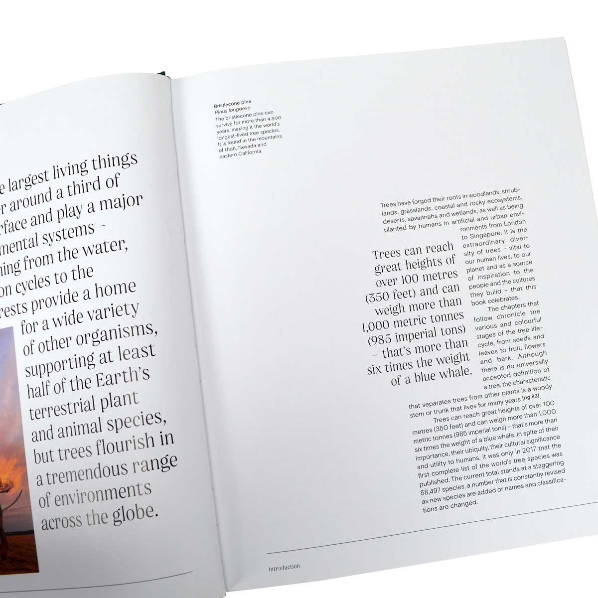 Trees: From Root to Leaf - A Financial Times Book of the Year (Hardback)