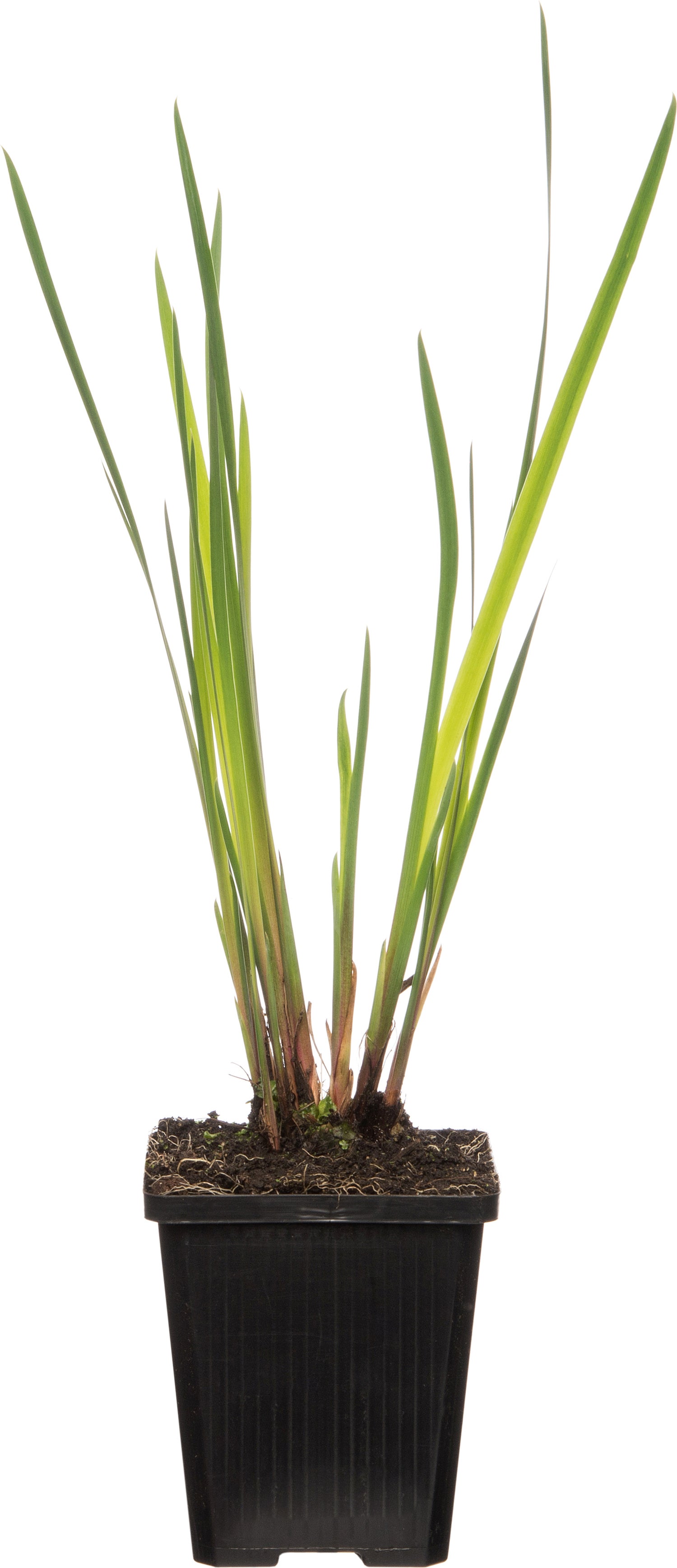 Lis (Iris setosa) D 9 H 20 cm