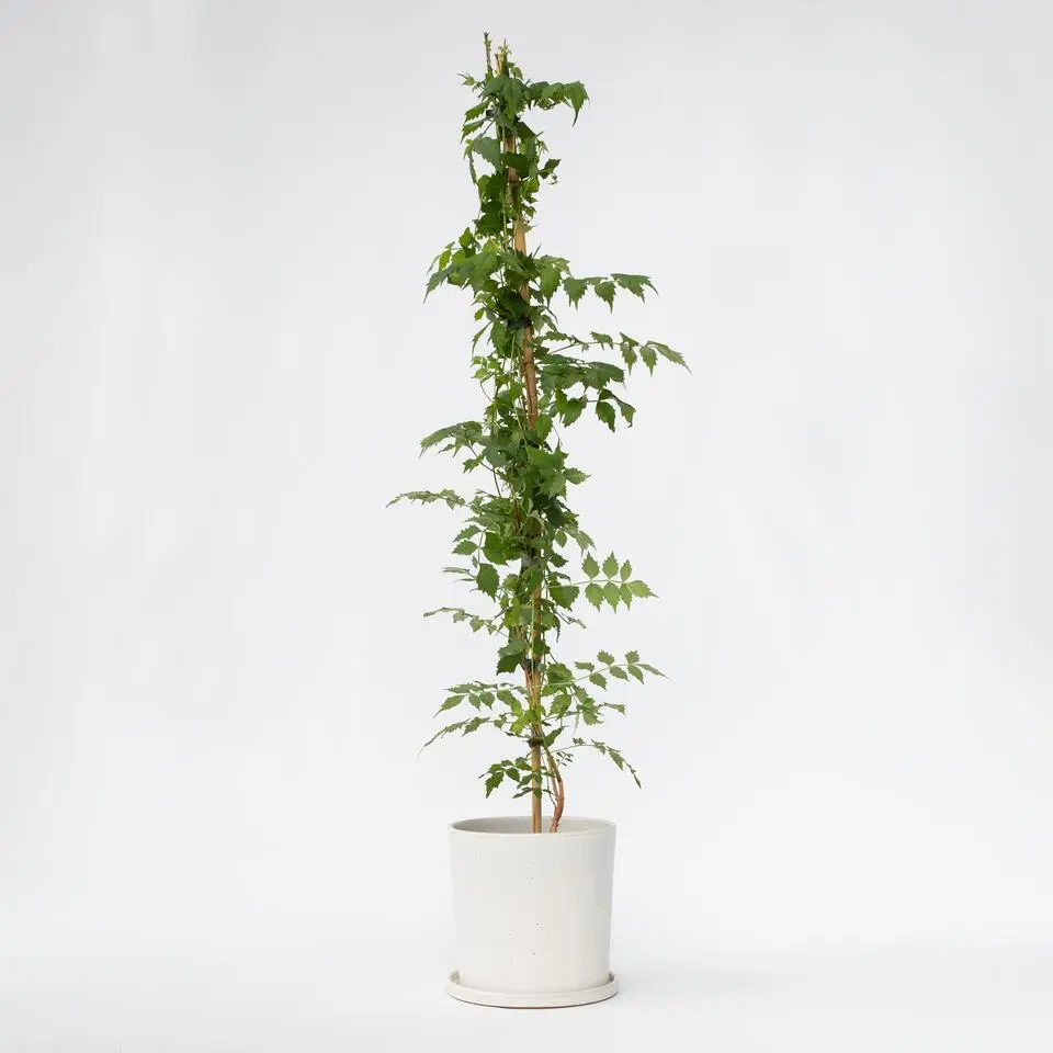 Trompetbloem - Campsis taglibuana 'Mme Galen' - Hoogte 110-120cm - ⌀17cm
