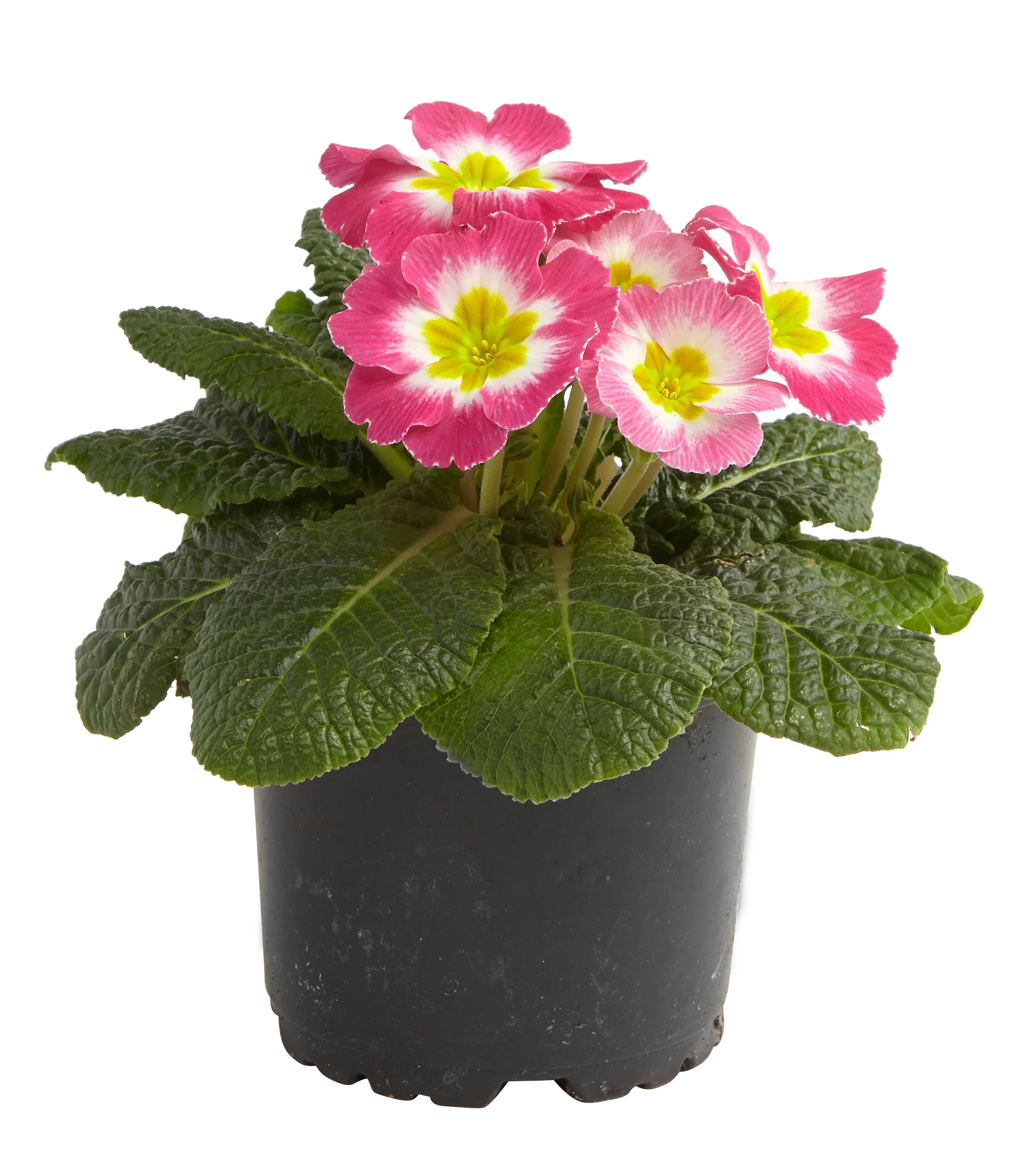 Primula vulgaris 10,5 cm Primula Ø10,5 cm