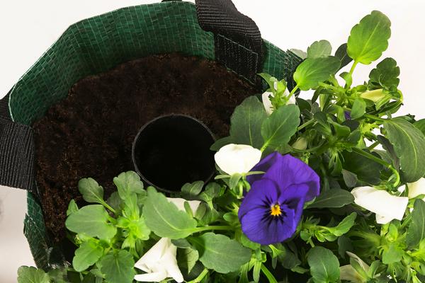 Wandhänger mit Hornveilchen, verschiedene