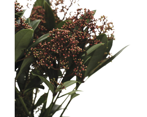 Japanse Skimmia FloraSelf Skimmia japonica 'Rubella' 20+ schermen H 15-20 cm Co 1.5 L