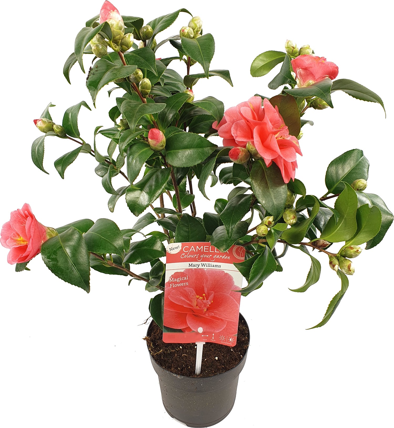 Japanse Roos (Camellia reticulata 'Mary Williams') D 19 H 55 cm