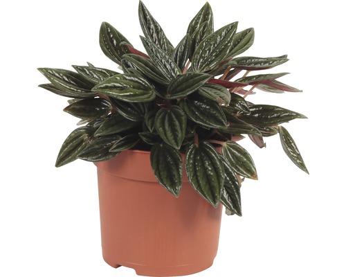 Peperomia, Dwarf Pepper FloraSelf Peperomia Rosso H 15-20 cm Ø 10,5 cm Pot