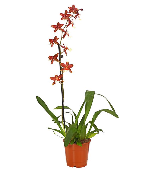 Zahnzungen-Orchidee - Odontoglossum-Hybriden,