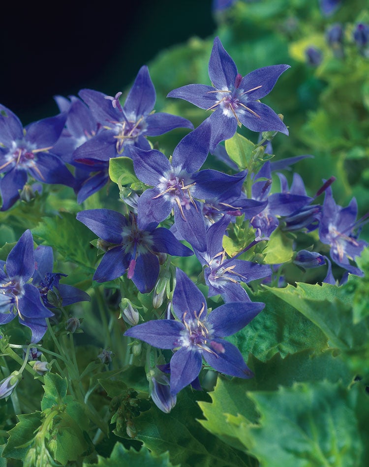 Klokjesbloem (Campanula garganica 'Dickson'S Gold') D 9 H 15 cm