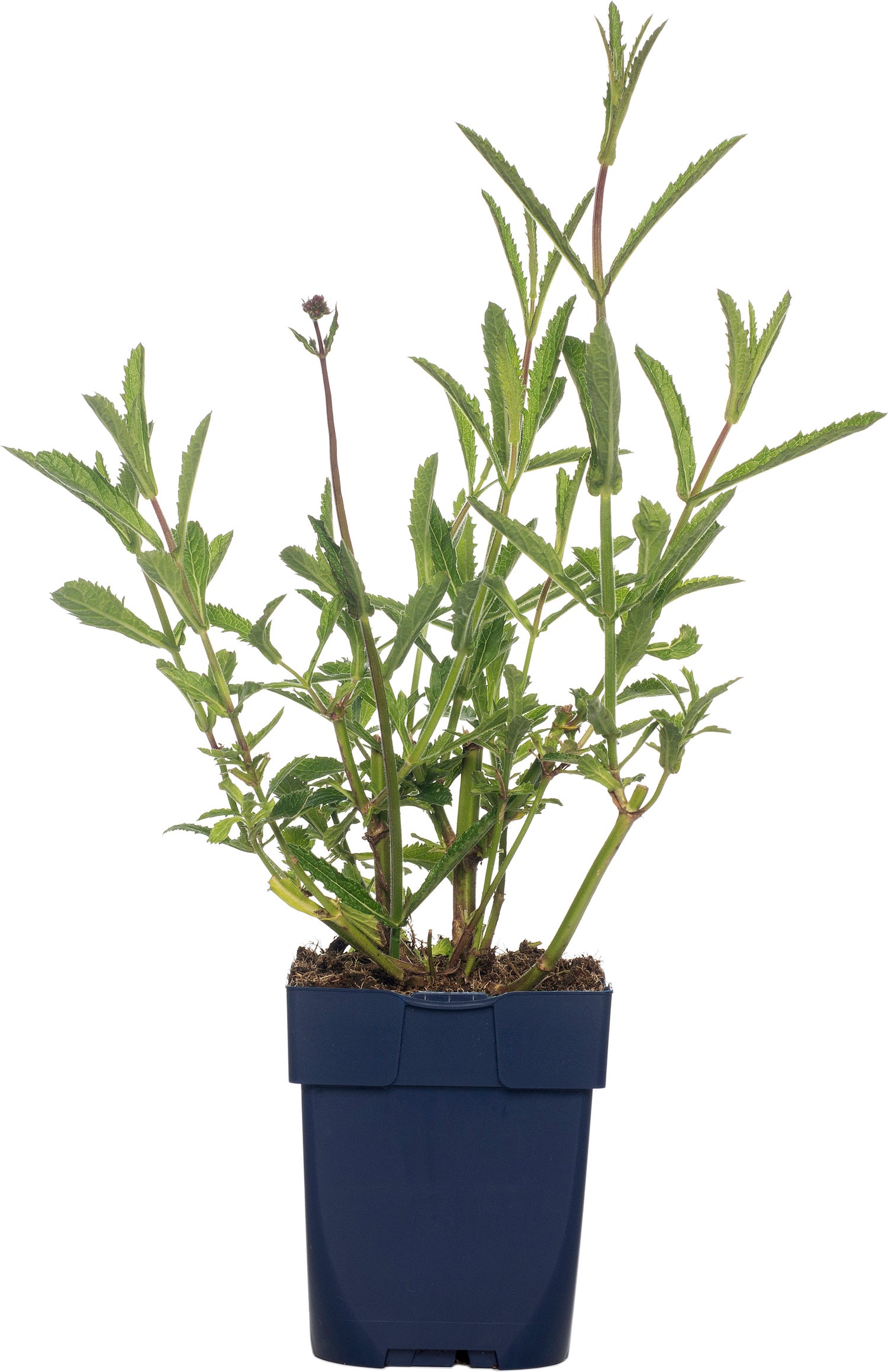 IJzerhard (Verbena bonariensis) D 11 H 125 cm