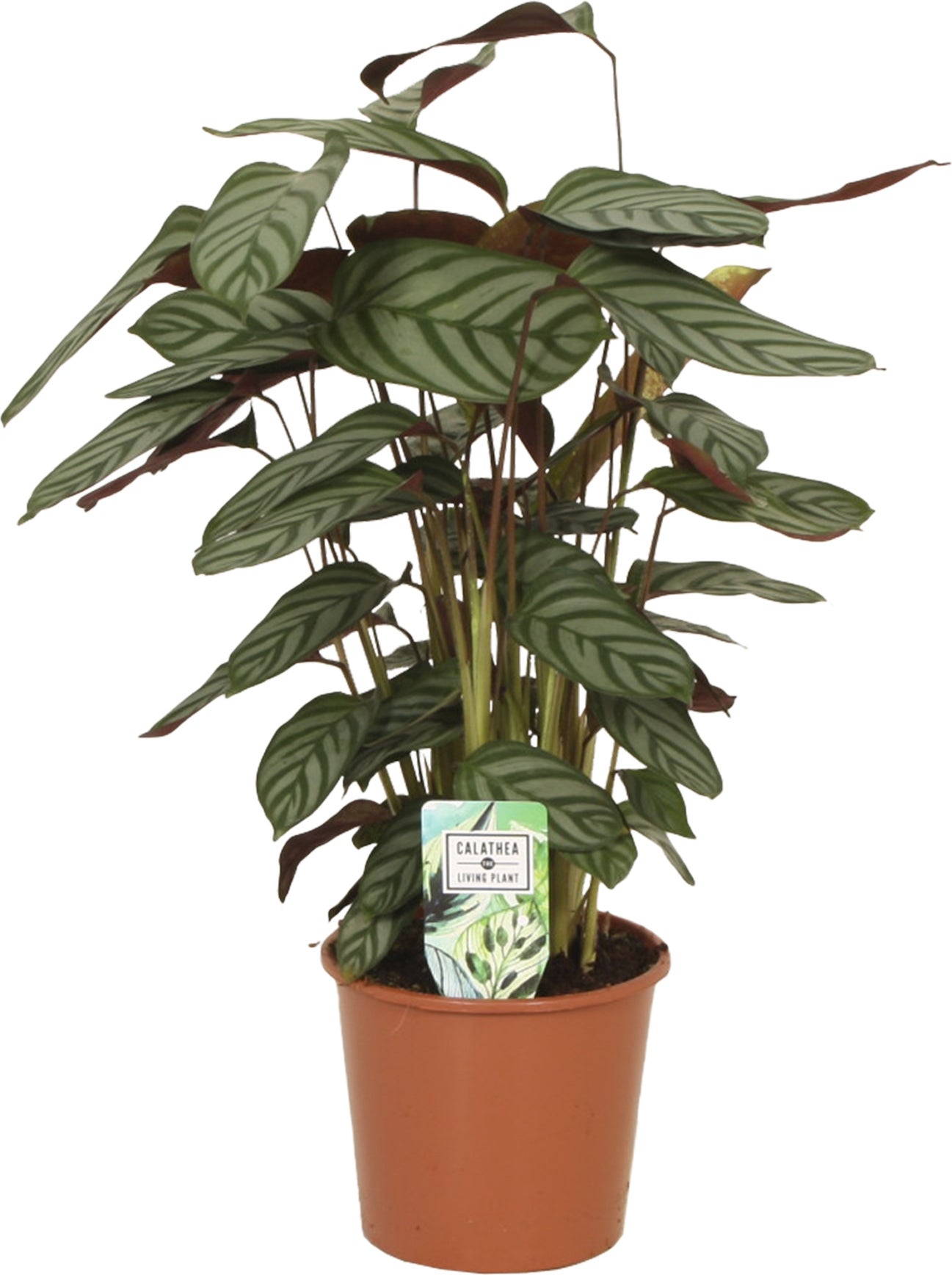 Gebedsplant (Ctenanthe setosa 'Compactstar') D 17 H 50 cm