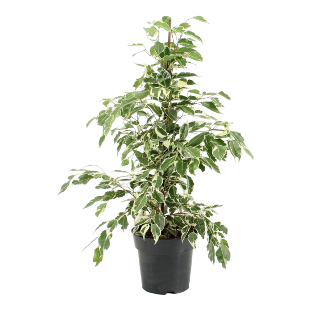 Plante d'intérieur - ficus benjamina 'twilight' 70.0cm