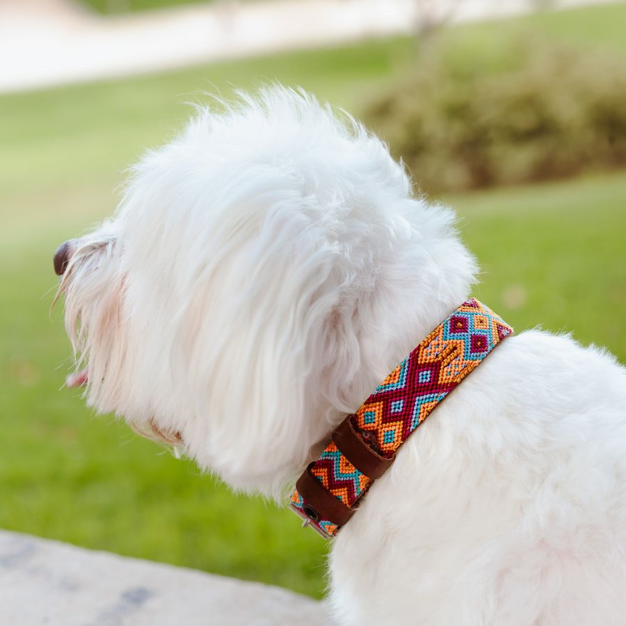 Coleira de couro artesanal para cães, tamanho M.