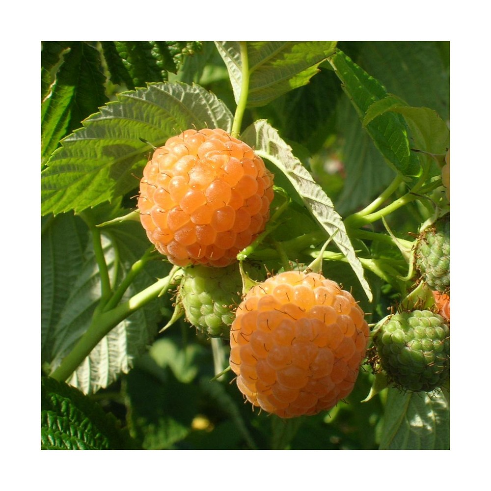 Framboisier idaeus fall gold/rubus idaeus fall gold[-]godet - 5/10 cm