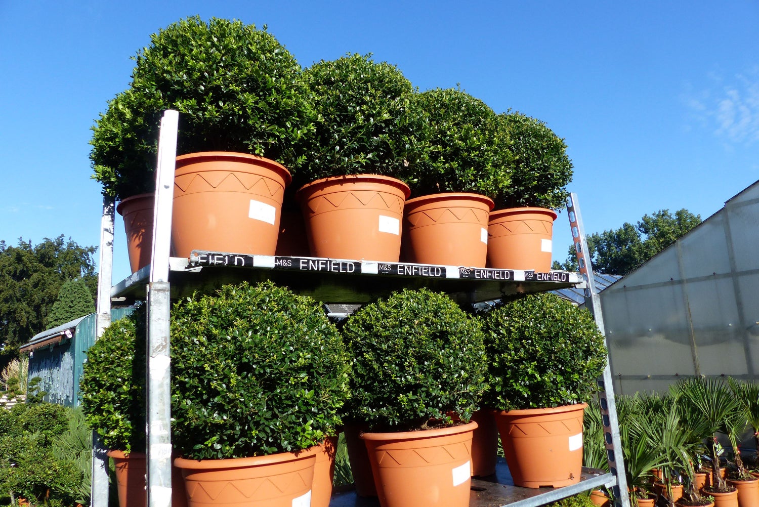 PREMIUM 2 stuks Ilex crenata Stokes bol rond Ø 40 - 45 cm Buxusvervanger winterhard + robuust