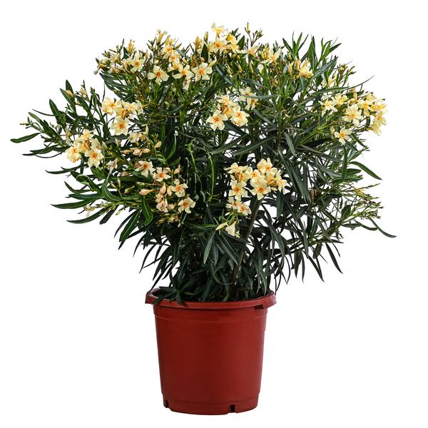 Oleander, Solitärbusch