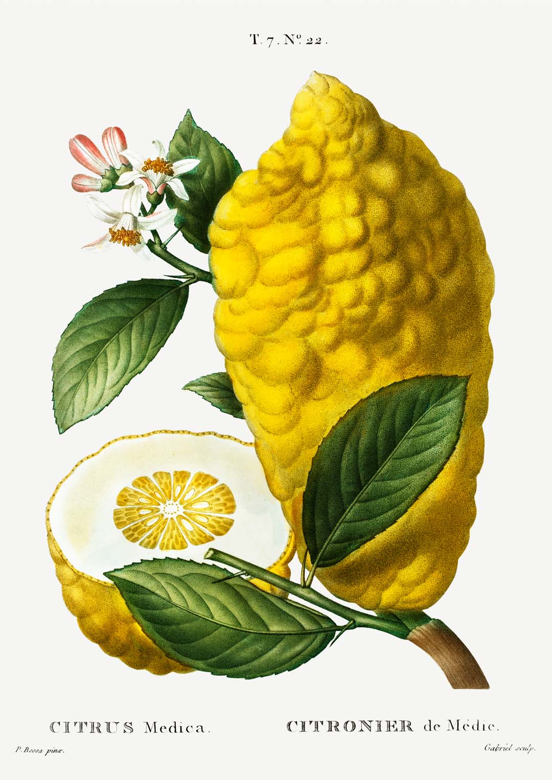 Citrus Medica Vintage