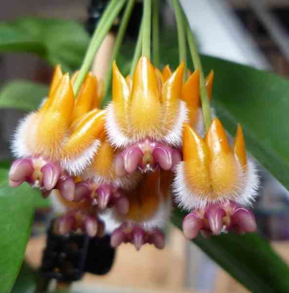Hoya lasiantha (fleur de porcelaine, fleur de cire) jaune - taille pot de 2 litres - 20/40 cm