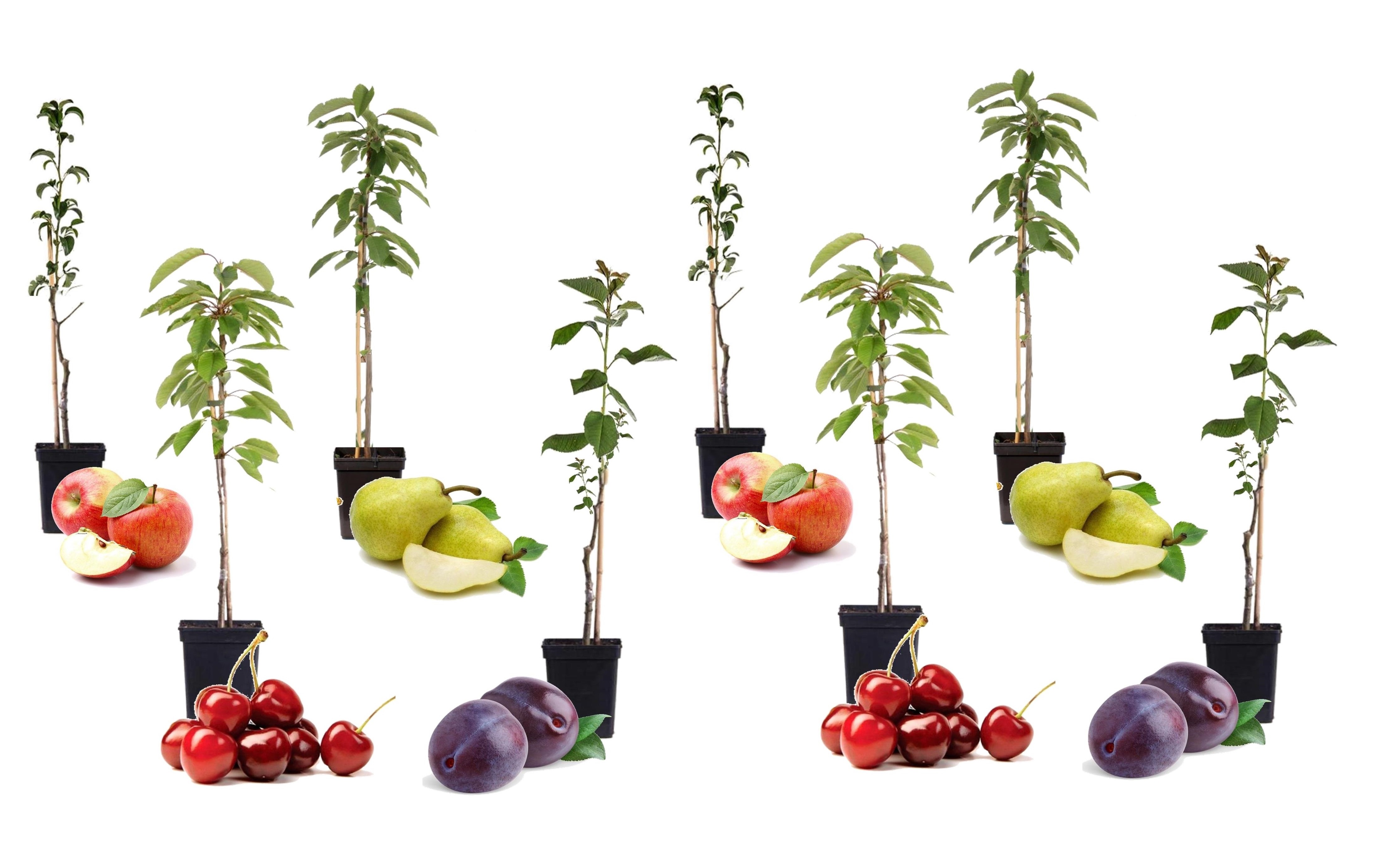 Arbres fruitiers - mélange de 8 - prunus,pyrus,malus - pot 9cm - hauteur 60-70cm