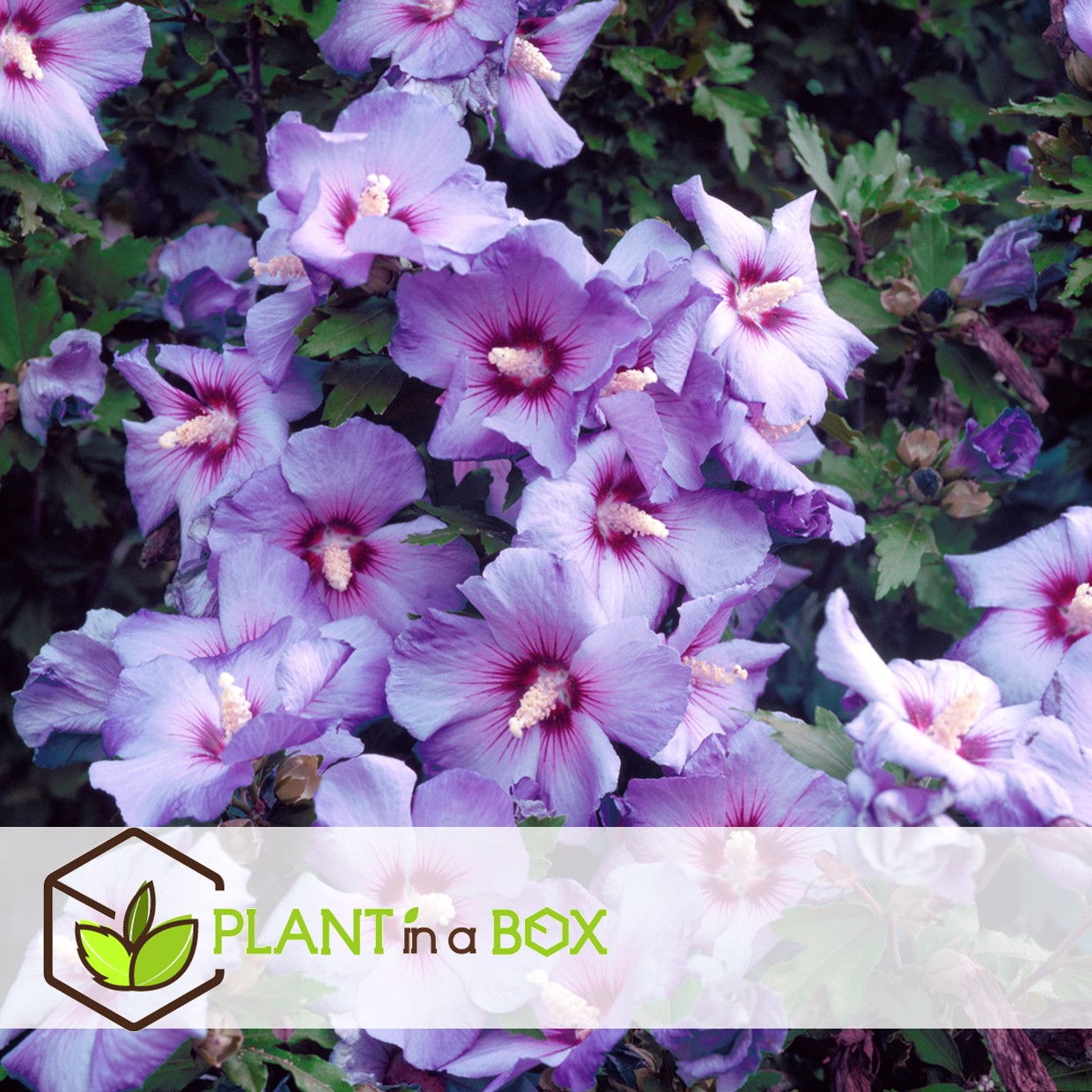 Hibiscus syriacus - 'oiseau blue' - lot de 2 - pot 17cm - hauteur 25-40cm