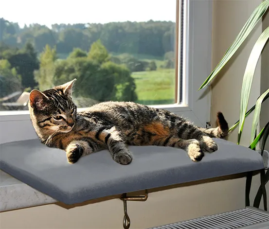 Katzen-Fensterliege, Samt