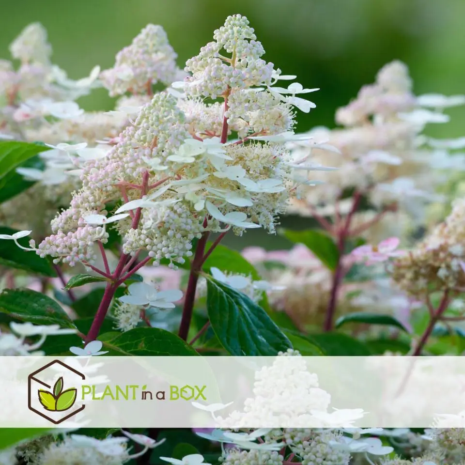 Pluimhortensia - Hydrangea paniculata 'Early Harry' - Hoogte 25-40cm - ⌀19cm